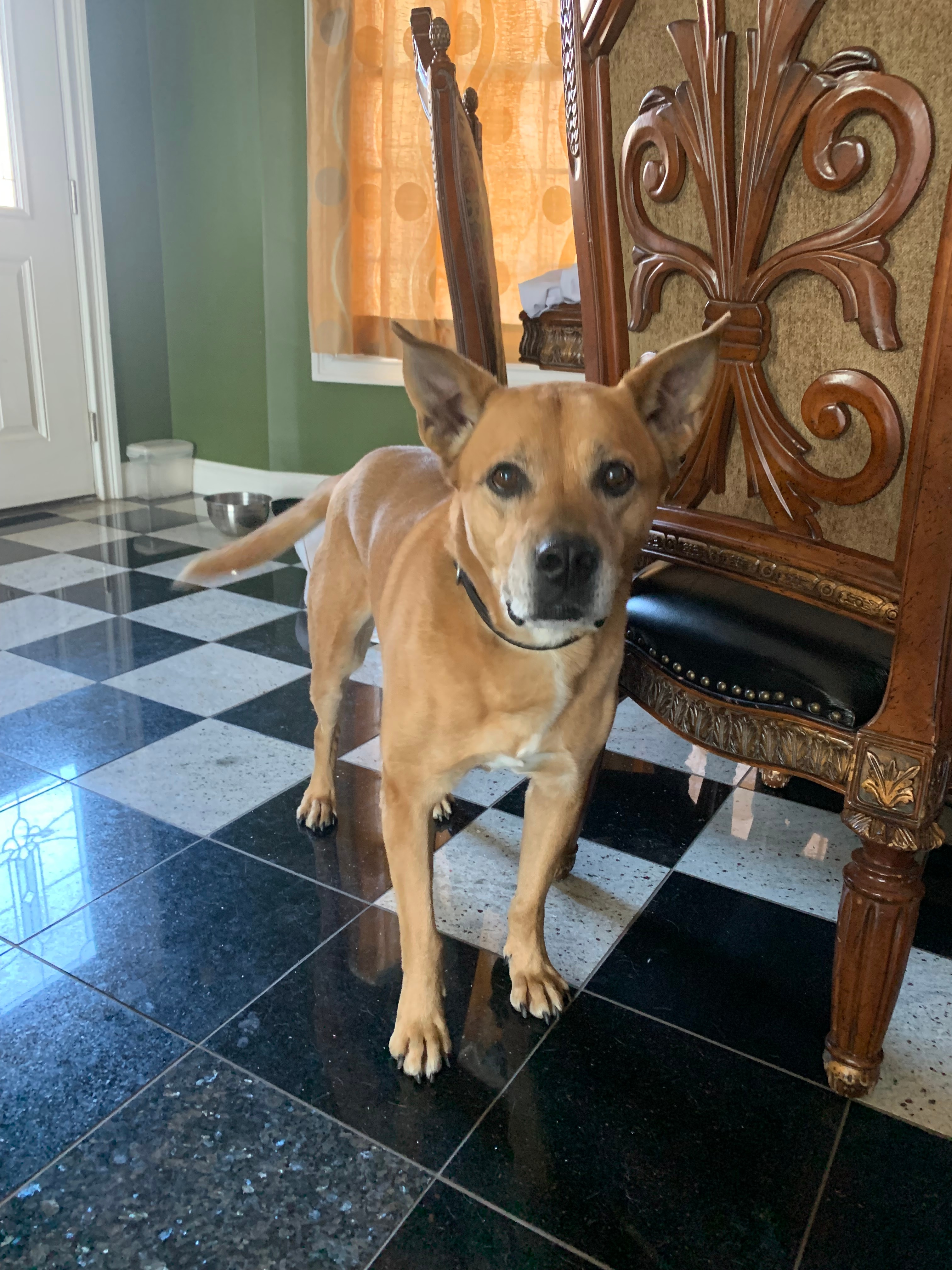 This is max he is a 12 year old lab box mix!