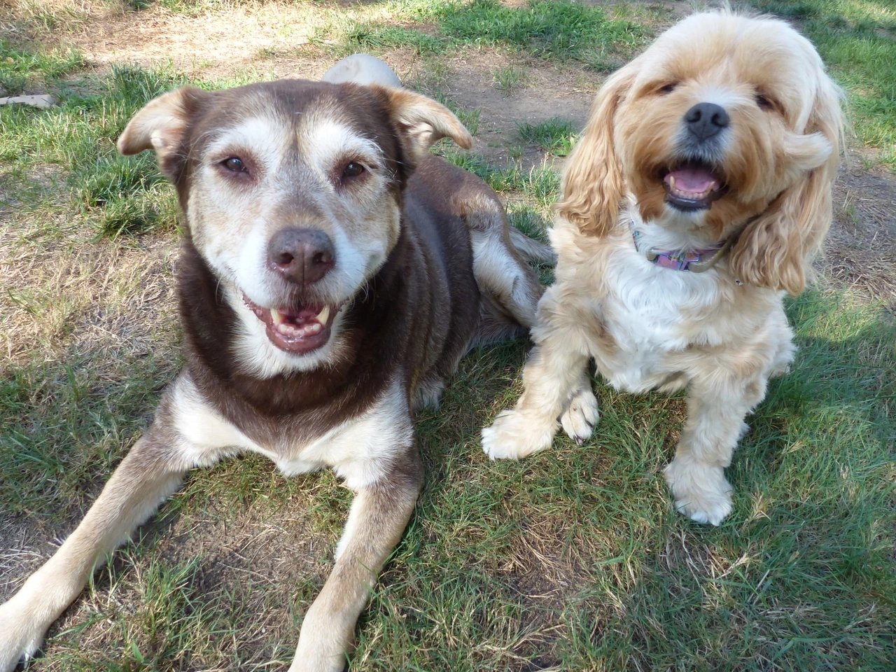 Lab mix and cavapoo