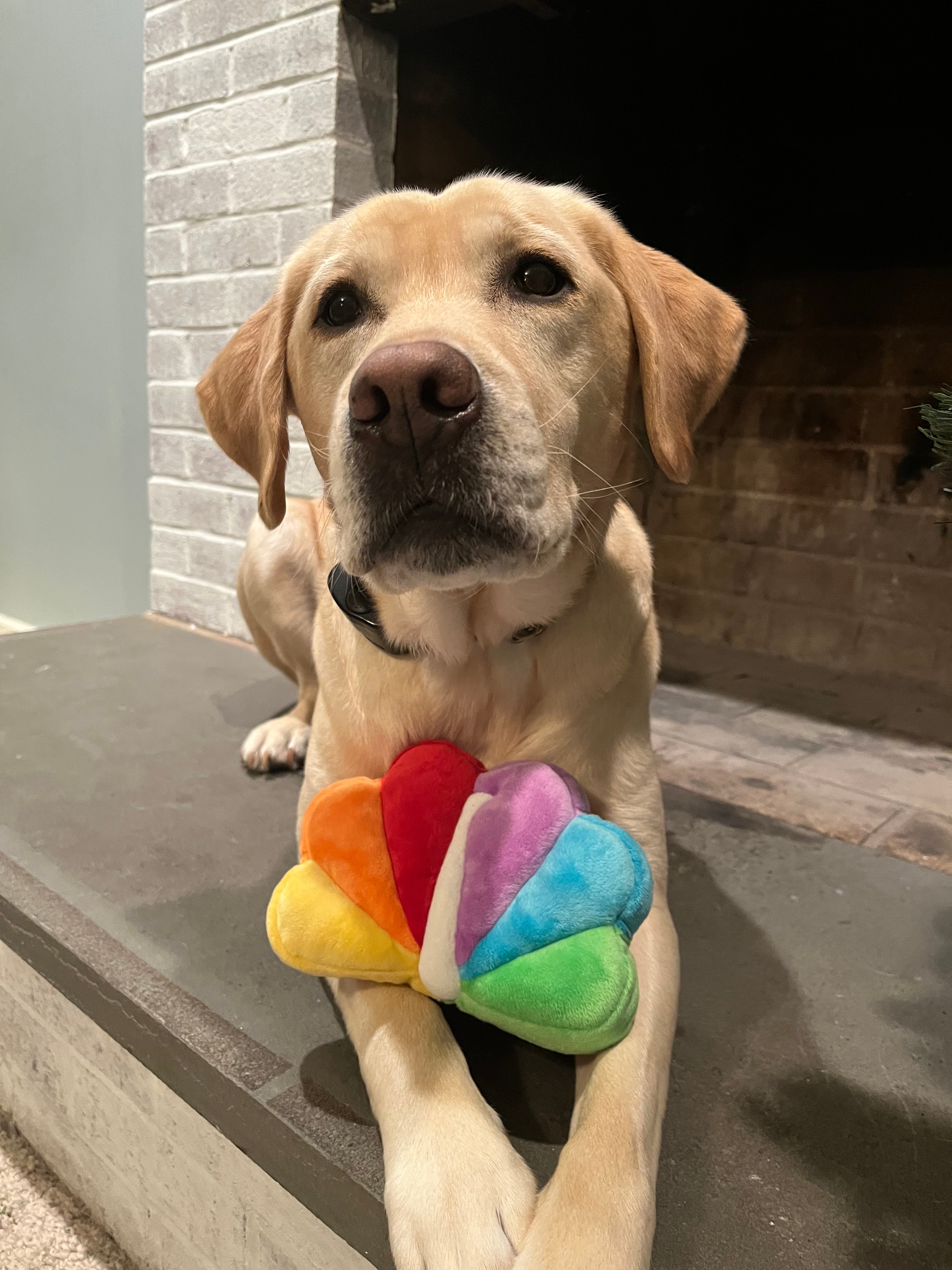 This is Rudy!! He is a five year old yellow lab and lives in Southington. He loves his nbc peacock!  (my sister Faith is a nbc intern)