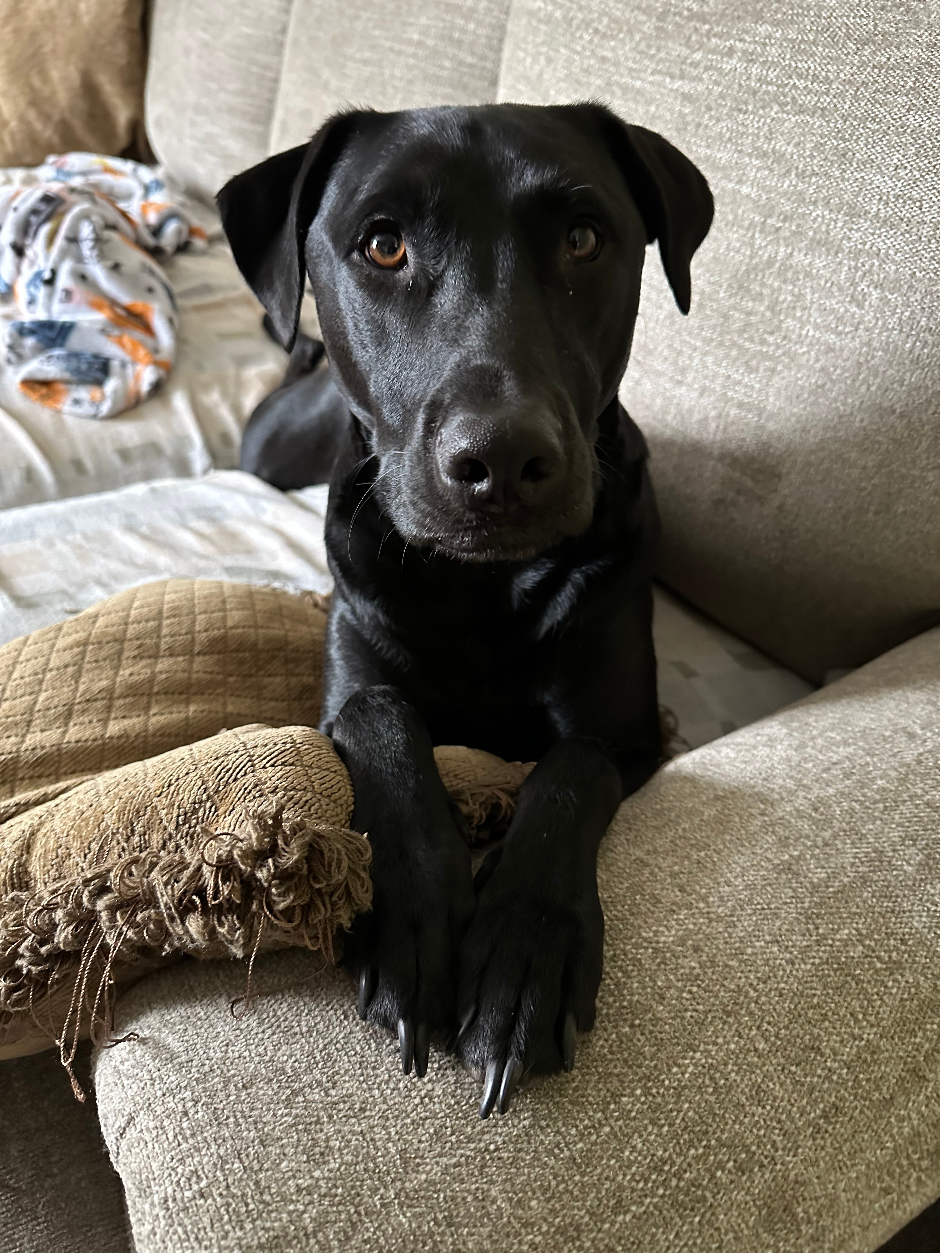 Vader the sweetest boy! He’s a lab mix and has the sweetest soul!