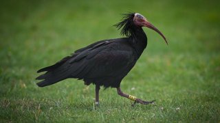 Northern bald ibis