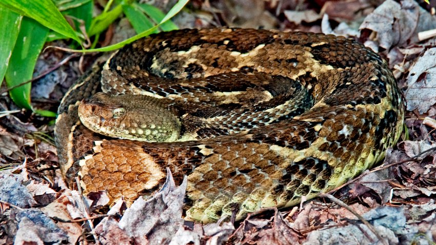 Timber Rattlesnake, Animal Portrait