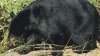 Girl attacked by black bear inside tent at Montana campsite