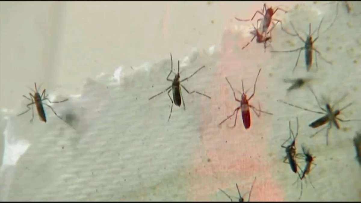 Warming climate could mean longer mosquito season
