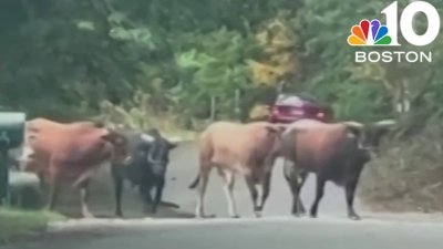 Search for escaped bull in North Attleboro