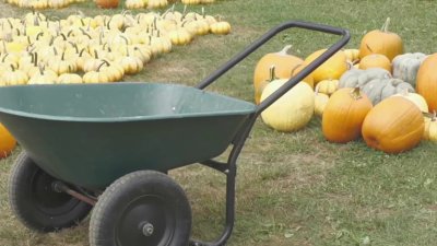 CT farms report strong fall harvest despite localized weather problems