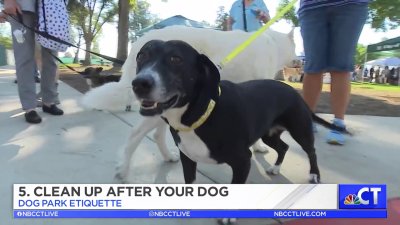 CT LIVE!: Dog Park Etiquette