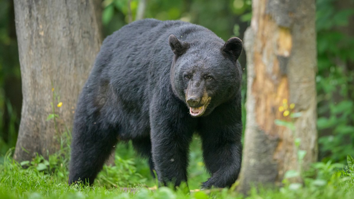 Bears Are Awake And Here To Stay But Conflicts With Humans Need To bears-are-awake-and-here-to-stay-but-conflicts-with-humans-need-to