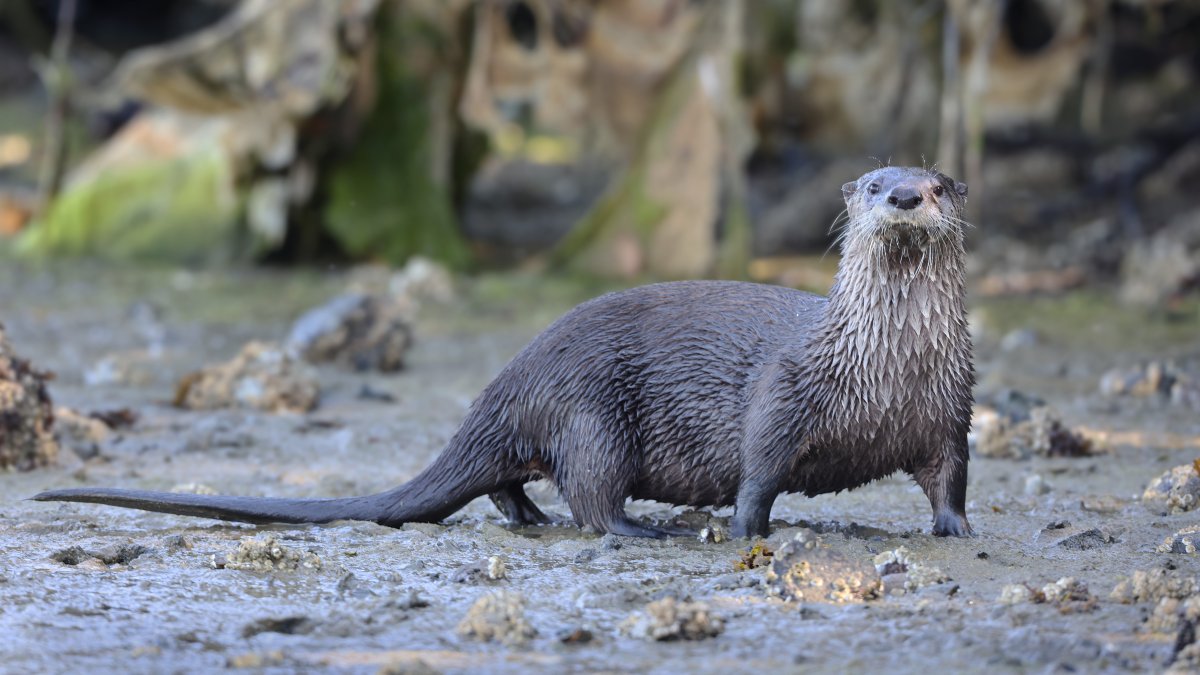 River otter attacks child at Seattle-area marina – NBC Connecticut
