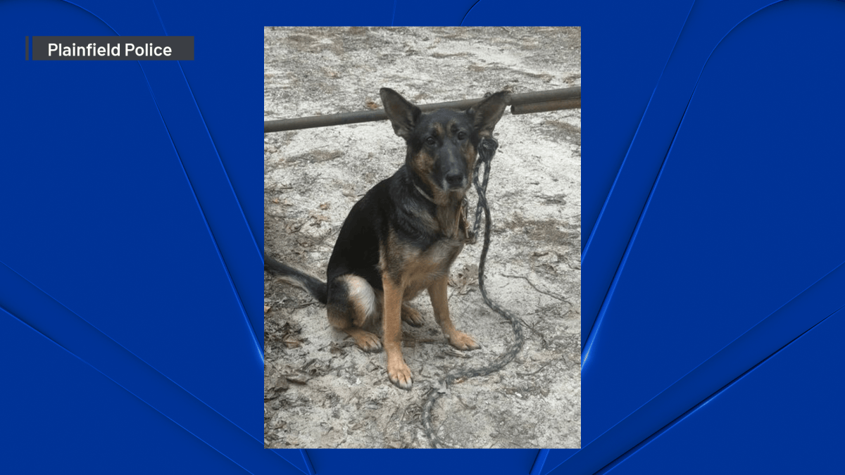 Dog found tied up and abandoned in Plainfield – NBC Connecticut