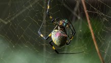 A Joro spider spotted in Boston on Sept. 10, 2024, according to photographer Joe Schifferdecker.