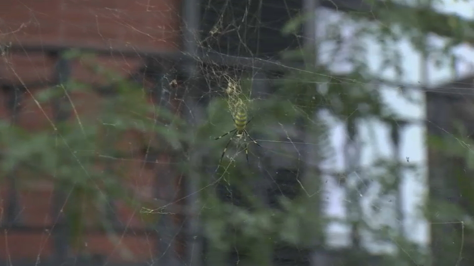 Boston, MA Joro spider sighting Photos, video from Beacon Hill NBC