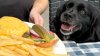 Owner sent friends $100 for dog's adoptaversary lunch while out of town — the result went viral