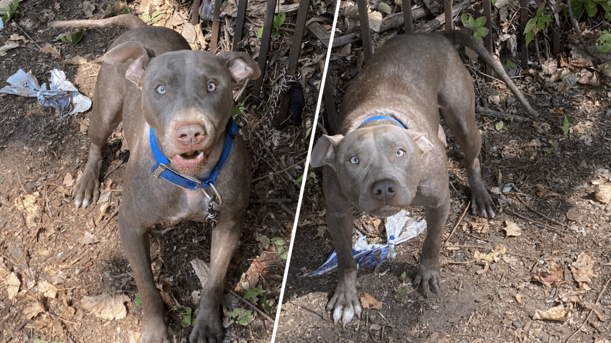 Animal shelter looks for info about dog left abandoned, tied up in New ...