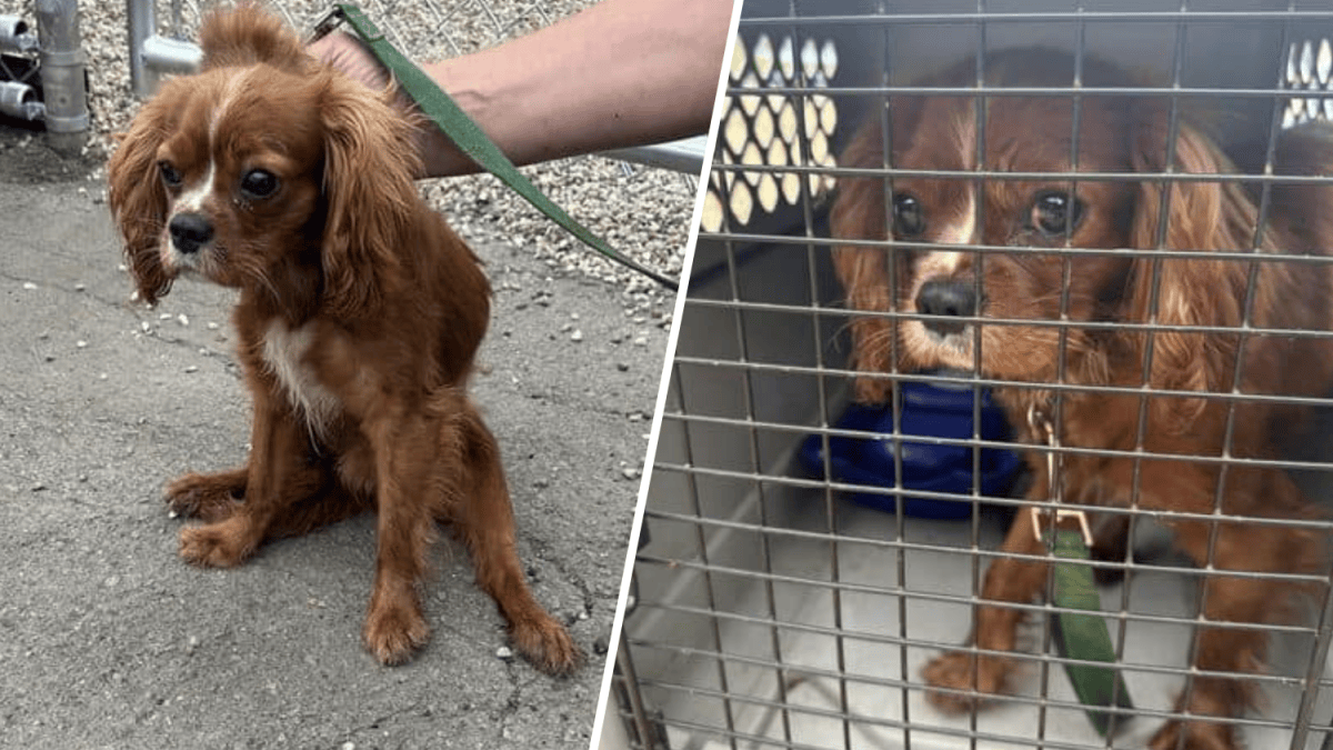 Dog abandoned in crate in West Hartford park – NBC Connecticut
