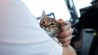 Piloto adopta al gato que ayudó a evacuar por el huracán Milton