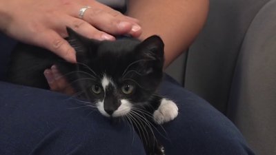 Pet of the Week: Ollie