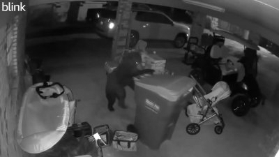 WATCH: Bear caught on camera taking a trash can from a house