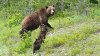 Grizzly 399, famed Yellowstone area bear, killed in Wyoming car accident