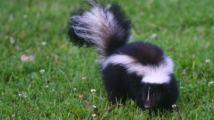 Skunk