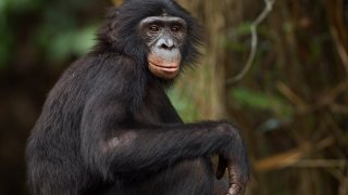 A bonobo chimpanzee.