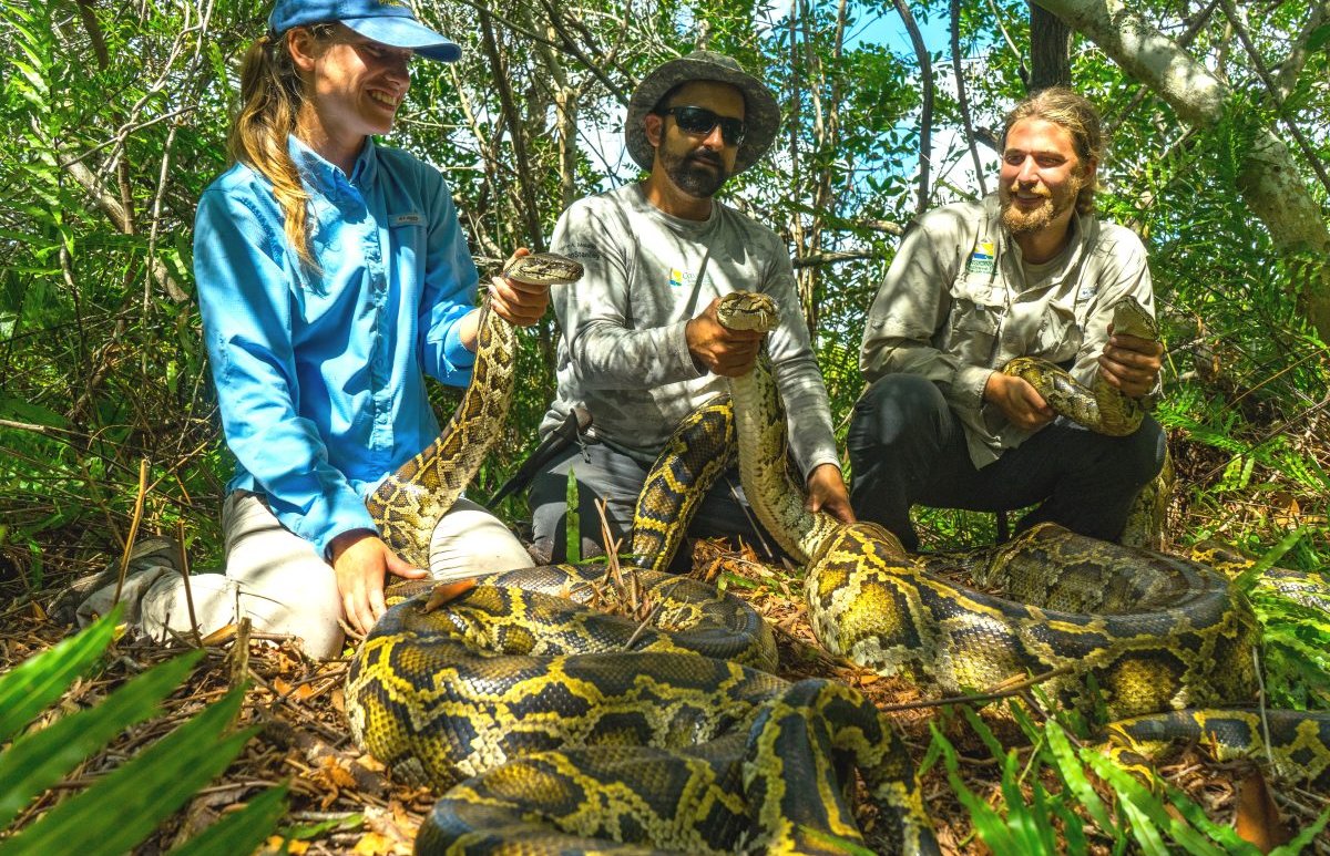 Watch: Burmese python swallows 77-pound deer – NBC Connecticut