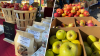 Apple Festival returns to Mystic this weekend