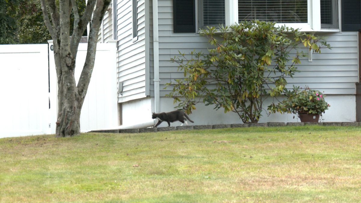 North Haven finalizing plan to trap feral cats NBC Connecticut