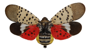 A spotted lanternfly