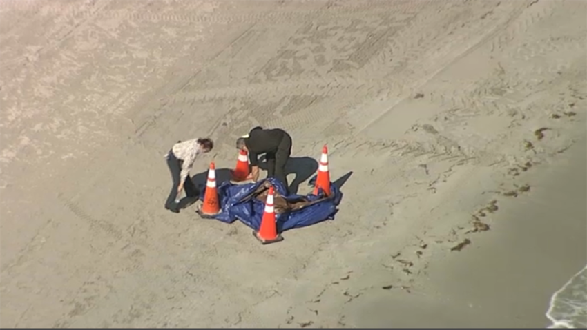 Police are investigating after a human head washed ashore on Key Biscayne on Tuesday morning.