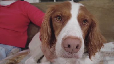 Redding homeowner grateful after reuniting with missing Brittany dog