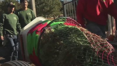 Christmas tree farms welcome big business on Black Friday