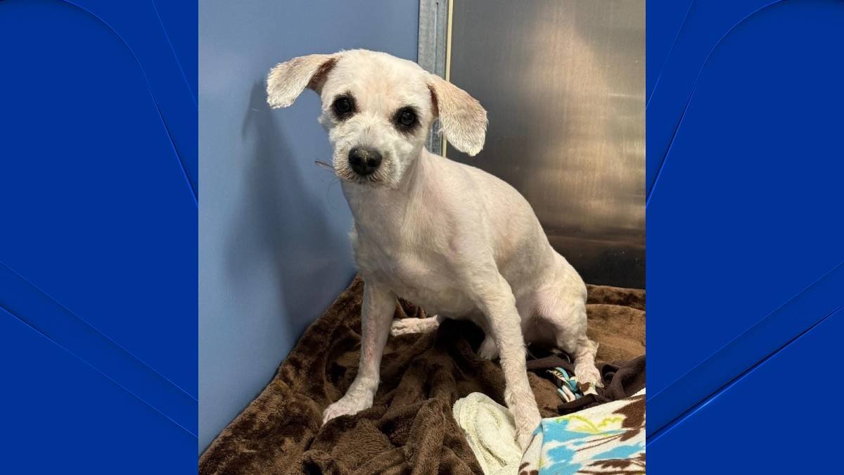 Police investigating after finding abandoned dog in bad shape in ...