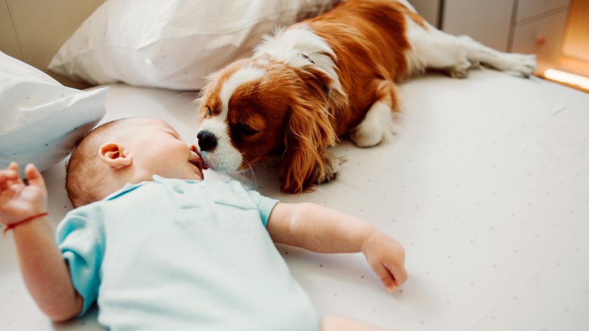 Puppy licking a baby on the nose.