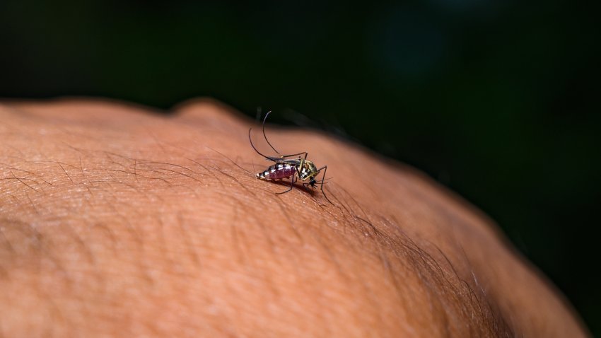 Aedes Mosquito - West Nile Virus