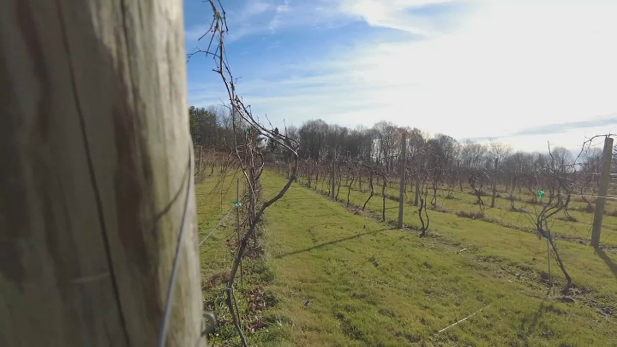 Drought conditions in Litchfield County good for wineries – NBC Conne...