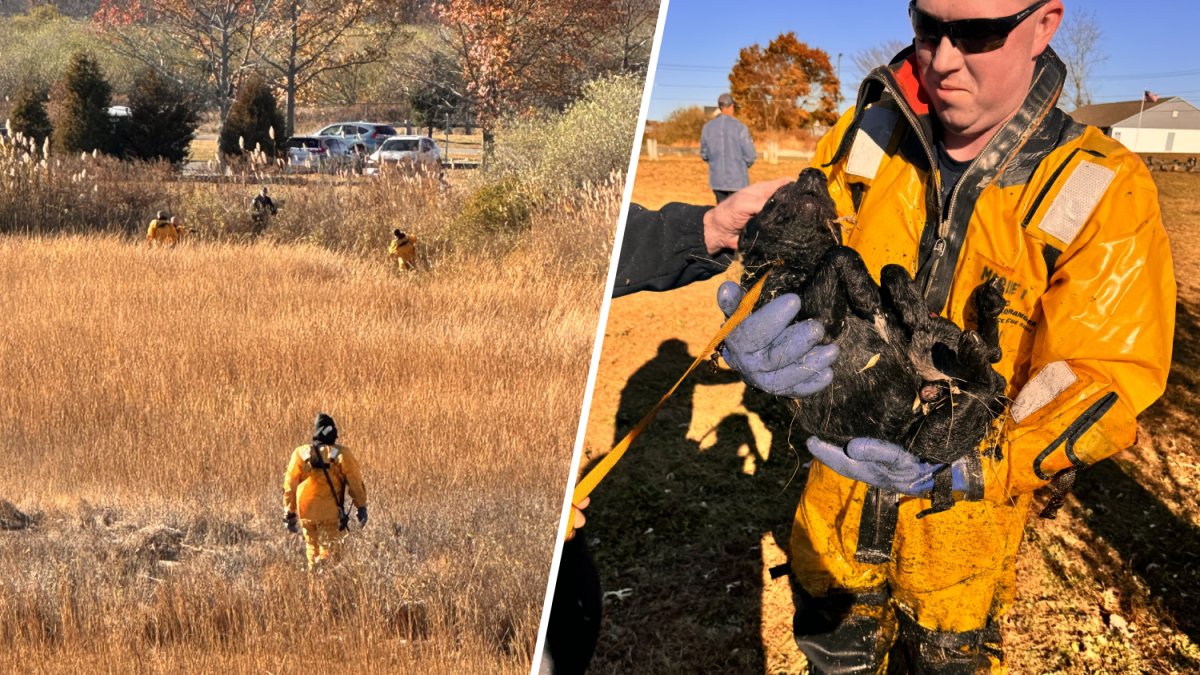 Firefighters rescue dog stuck in marsh in Milford – NBC Connecticut