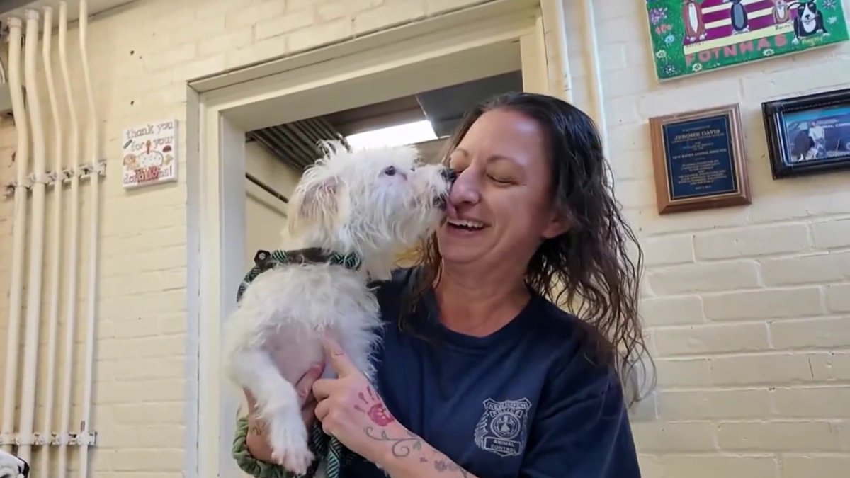 New Haven Animal Shelter looks for answers after dog abandoned near ...