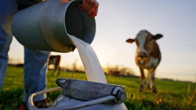 What is raw milk and why can it make you sick?