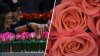 Here's how the 18 million roses for the Rose Parade are chosen