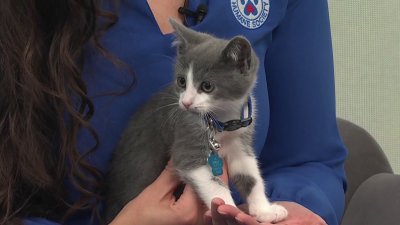 Pet of the Week: Tofu