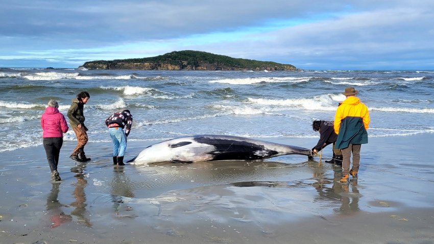 FILE – In this photo provided by the New Zealand Department of Conservation, rangers inspect what is believed to be a rare spade-toothed whale on July 5, 2024, after it was found washed ashore on a beach near Otago, New Zealand.