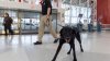 Argo the dog, a TSA calendar star, protects air travelers by sniffing out explosives