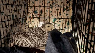 A snowy owl rests at Annabell Whelan’s home after being recovered from the grille of a car in northeastern Minnesota on Monday, Dec. 23, 2024, and before she was taken to a wildlife rescue. (AP via Annabell Whelan)