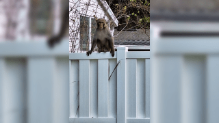 Monkey spotted in Orange City, Florida.