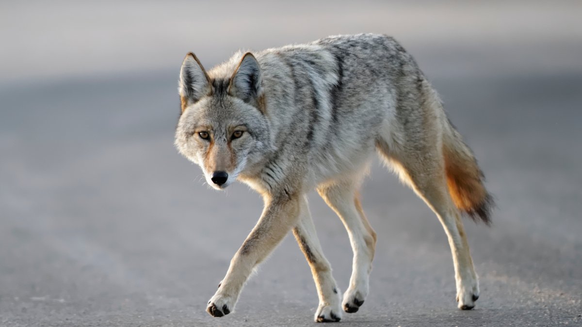 Coyote that bit particular person in Wallingford assessments optimistic for rabies – NBC Connecticut