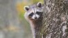 Child hospitalized after raccoon attack inside Idaho home, officials say