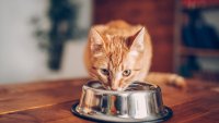 Cat eating out of bowl