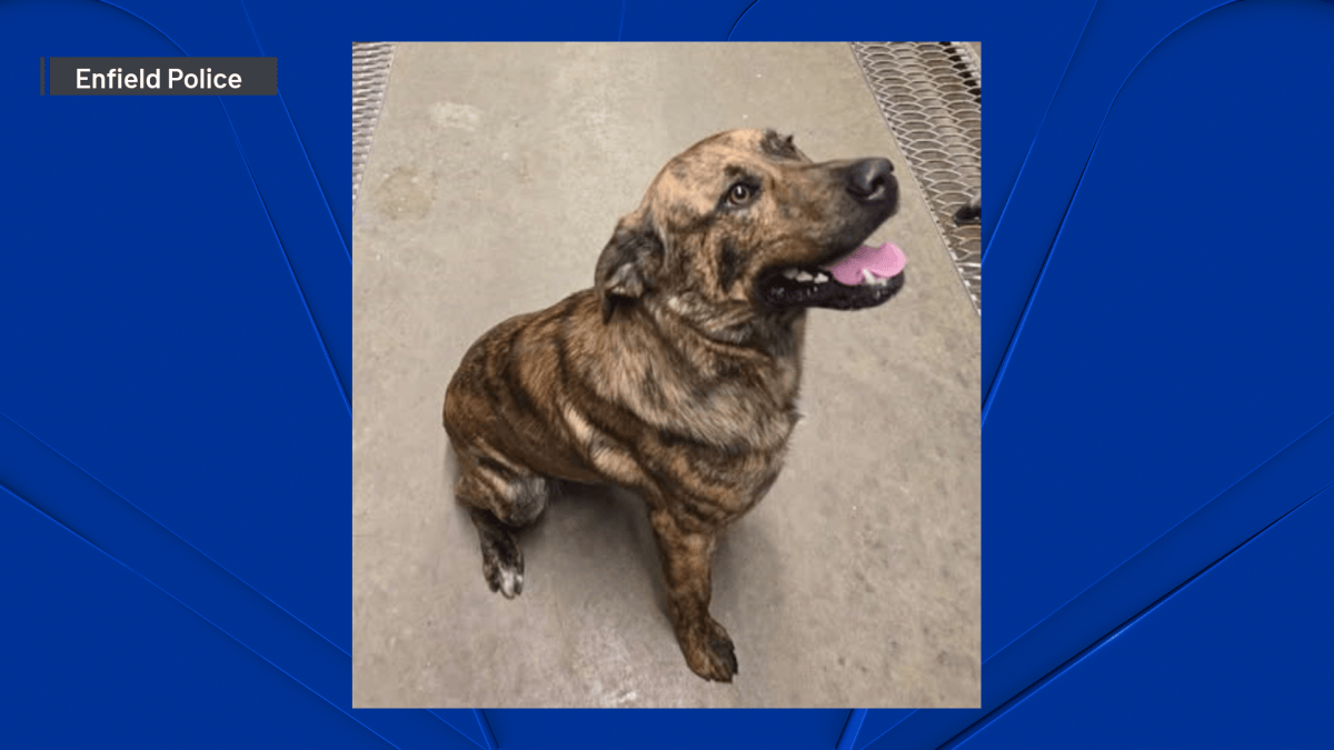 Man arrested after dog found tied to tree and abandoned in Enfield ...