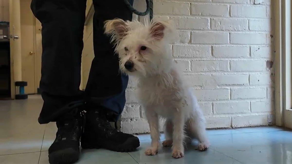 New Haven Animal Shelter seeks answers after puppy abandoned near ...